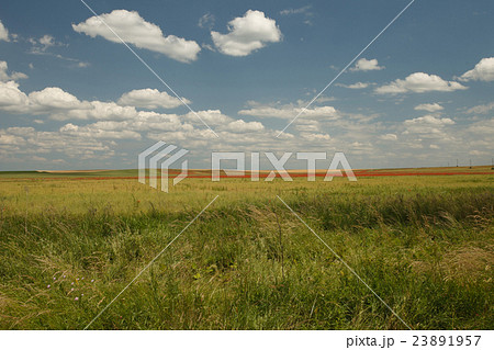 Summer Wild field with green grass and poppies 23891957