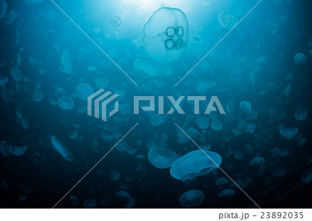 ミズクラゲの大群 ミズクラゲの大群 23892035