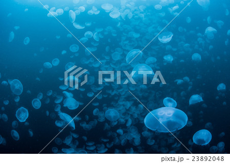 ミズクラゲの大群 ミズクラゲの大群 23892048