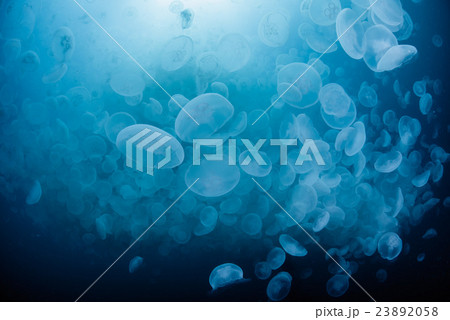 ミズクラゲの大群 23892058