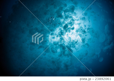 ミズクラゲの大群 ミズクラゲの大群 23892061