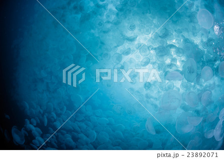 ミズクラゲの大群 23892071