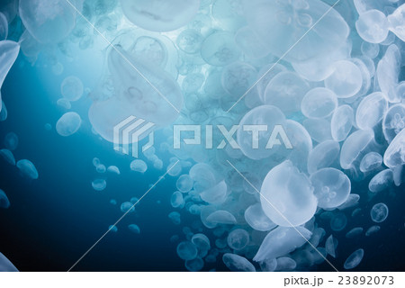 ミズクラゲの大群 23892073