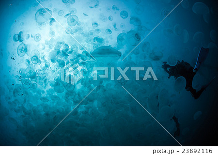 ミズクラゲの大群 23892116