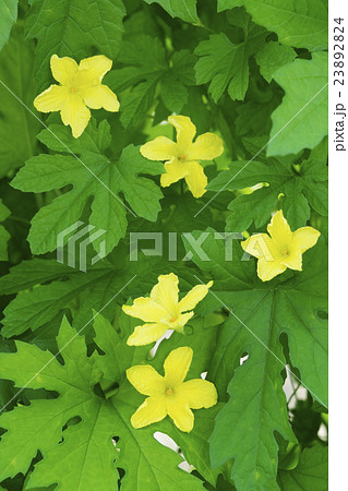 ゴーヤの花 23892824