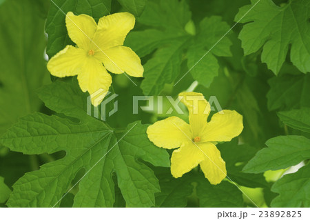 ゴーヤの花 23892825