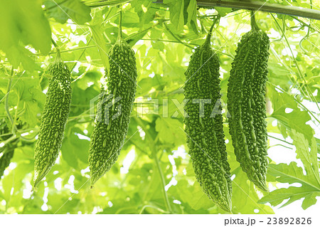 ゴーヤの栽培 23892826