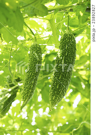 ゴーヤの栽培 23892827