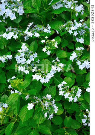 ガクアジサイ スミダノハナビ の写真素材