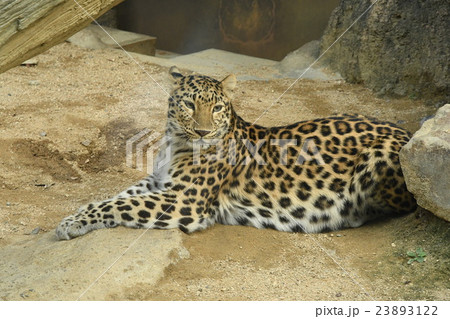 ヒョウ 23893122