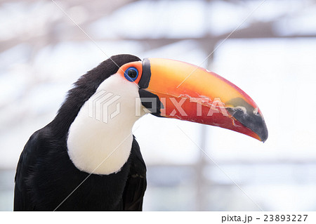 オニオオハシ 23893227