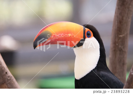 オニオオハシ 23893228