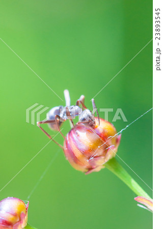 蟻と花の蕾 23893545