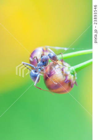蟻と花の蕾 蟻と花の蕾 23893546