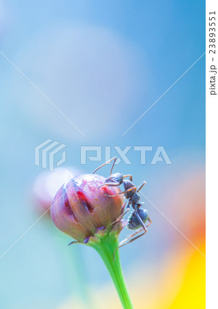 蟻と花の蕾 23893551