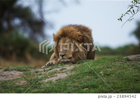 lions 23894542