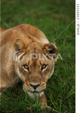 lions lions 23894543