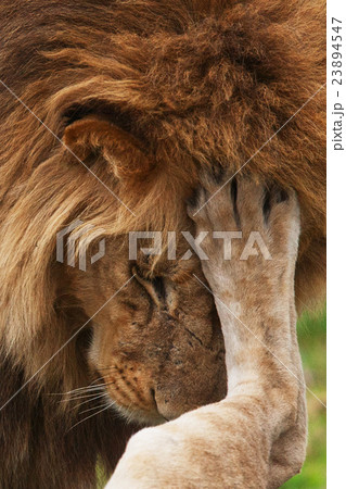 lions 23894547