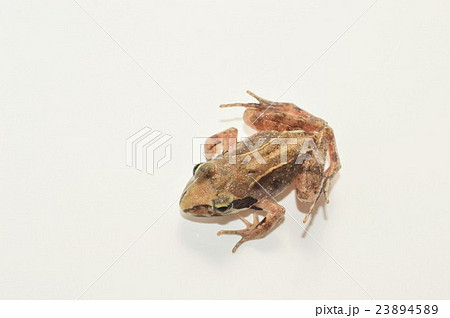 アカガエル　白背景 23894589