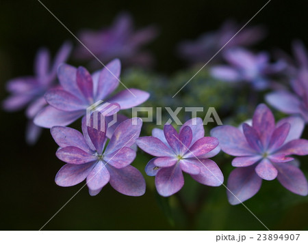 紫陽花 23894907