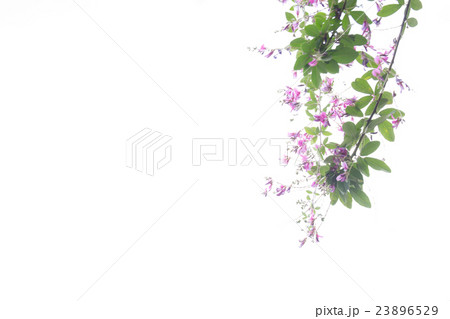 京都市左京区常林寺で撮影した萩 23896529