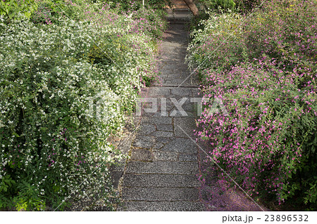 京都市左京区常林寺で撮影した萩 23896532