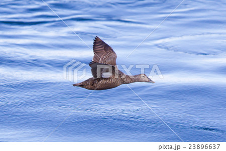 Common Eider flying over water 23896637