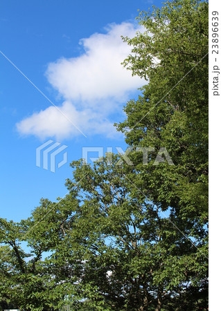木、空、雲 23896639