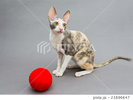 Cat   and ball of wool 23896647