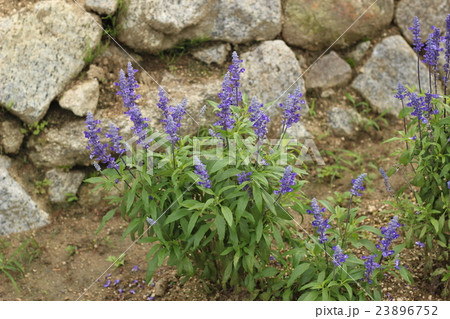 ラベンダーの花 23896752