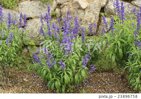 ラベンダーの花 ラベンダーの花 23896758
