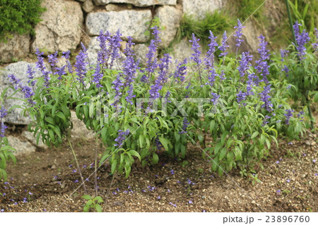 ラベンダーの花 ラベンダーの花 23896760