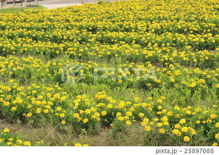 パンジーの花 23897088