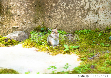 シマリス 23897251