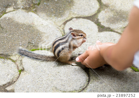 シマリス 23897252