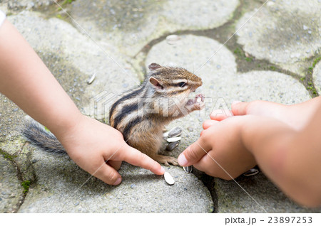 シマリス 23897253