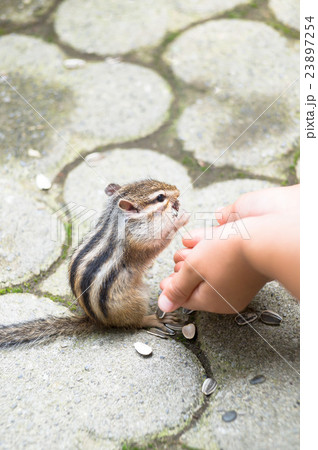 シマリス 23897254