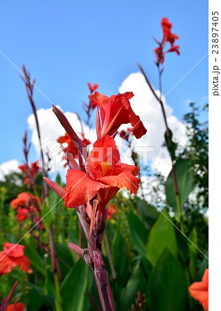 夏空のもとカンナの花が咲くの写真素材