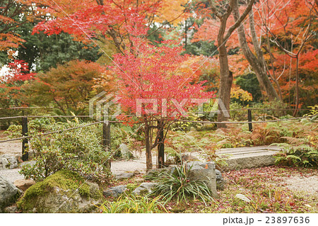 秋の宝筐院　京都 23897636