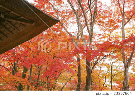 秋の常寂光寺　京都 23897664
