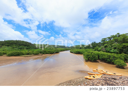 慶佐次湾のヒルギ林 慶佐次湾のヒルギ林 23897753