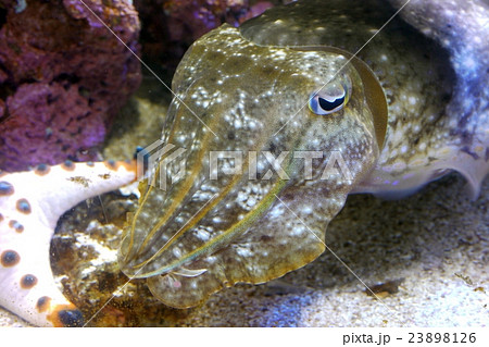コウイカ 23898126