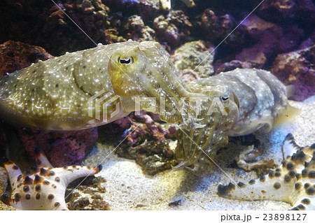 2匹のコウイカ 23898127