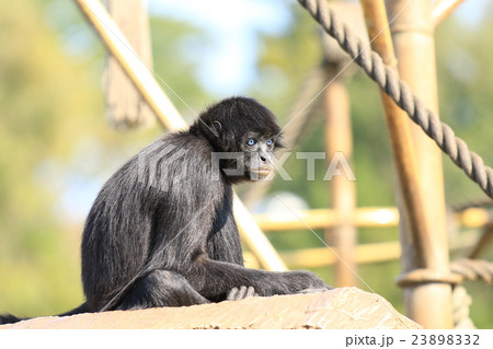 サル 23898332