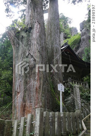 榛名神社（矢立杉） 23898597