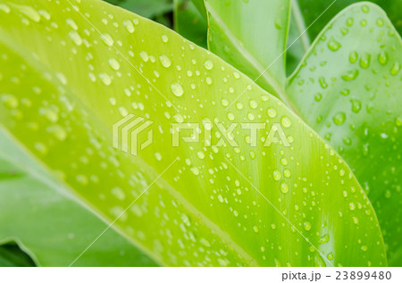 Water drops on a green leaf 23899480