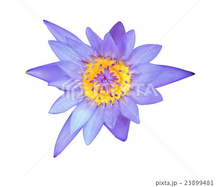 water lily in isolated white background 23899481