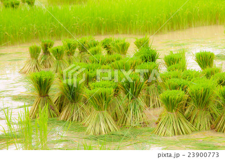 rice seedling in rice paddy Farming rice seedling in rice paddy Farming 23900773