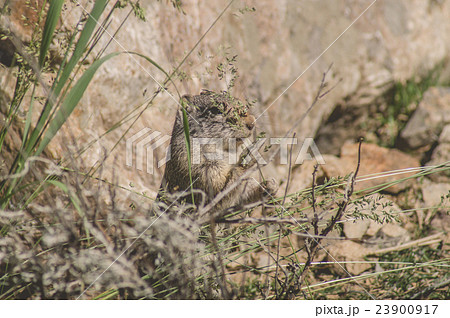Uinta Ground Squirrel eating 23900917