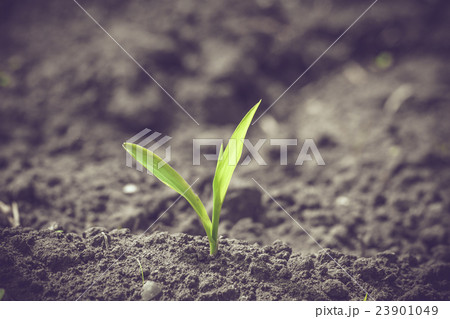 Green corn sprout in black soil Green corn sprout in black soil 23901049